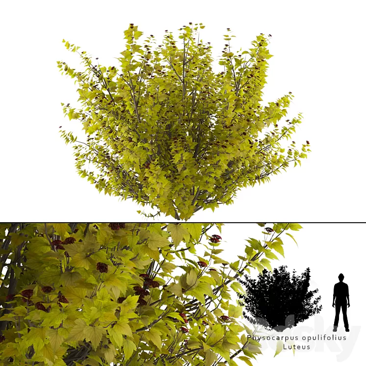 Luteus canniferous buzzard | Physocarpus opulifolius Luteus 3D Model Luteus canniferous buzzard | Physocarpus opulifolius Luteus 3D Model