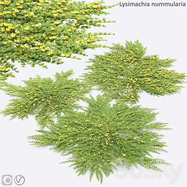 Lysimachia nummularia 3D Model Lysimachia nummularia 3D Model