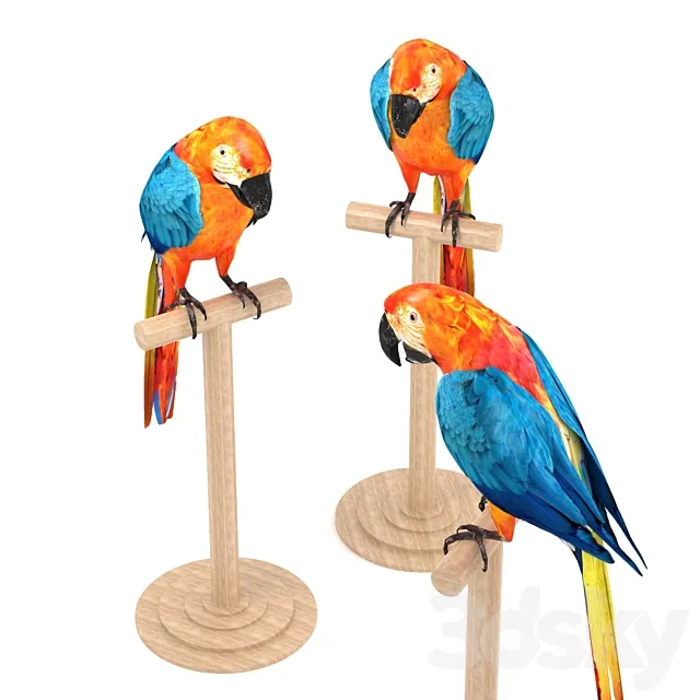 Macaw Free Download