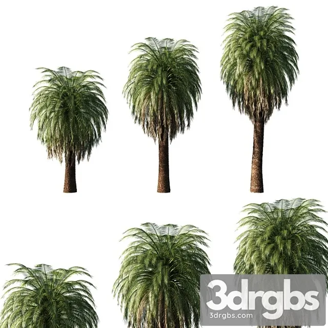 Macrozamia Moorei Palm Tree 02 3D Model Download