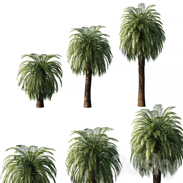 Macrozamia Moorei palm tree 3D Model