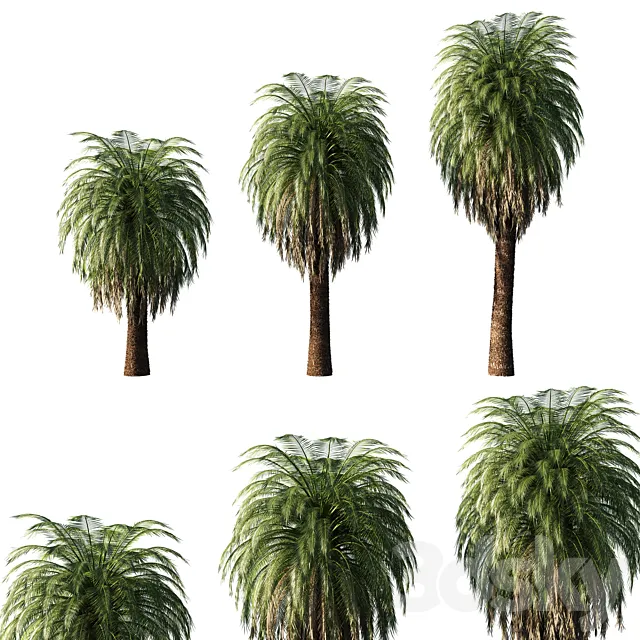 Macrozamia Moorei_palm tree 02 3D Model