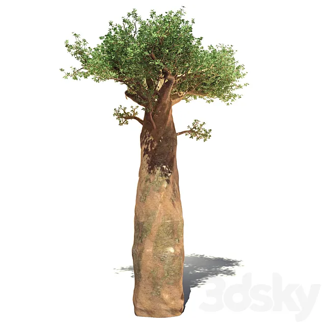 madagaskar baobab 3D Model madagaskar baobab 3D Model