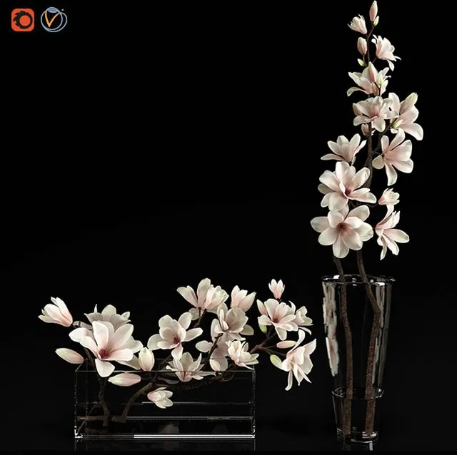 Magnolia 2 3D Model