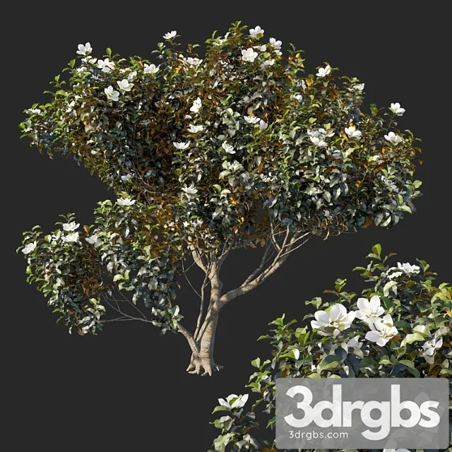 Magnolia Grandiflora 04 1 3D Model Download