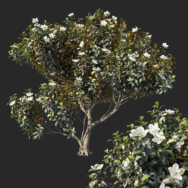 Magnolia grandiflora 04 3D Model