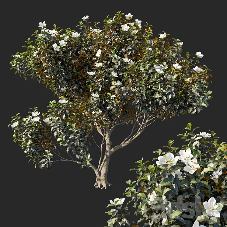 Magnolia grandiflora 04 3D Model Magnolia grandiflora 04 3D Model