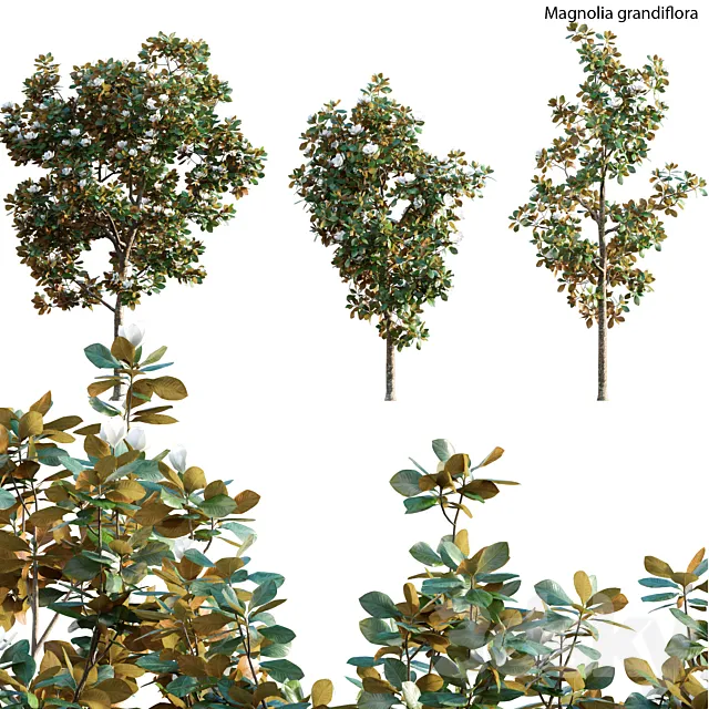 Magnolia grandiflora 3D Model