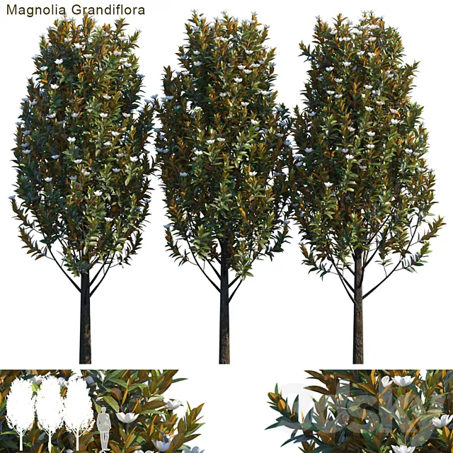 Magnolia grandiflora 3DModel Magnolia grandiflora 3DModel