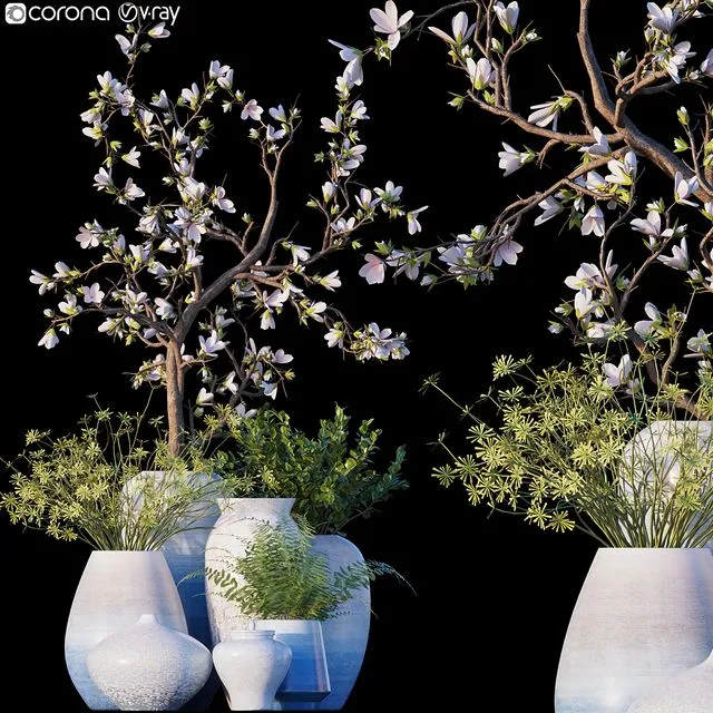 Magnolia Microsorum pteropus 3D Model Magnolia Microsorum pteropus 3D Model