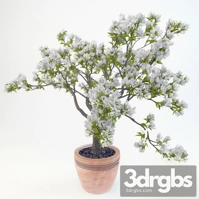 Magnolia Soulangeana 3D Model Download