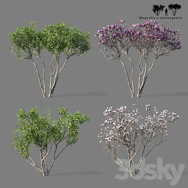 Magnolia Sulange 2 tree | Magnolia x soulangeana 3D Model Magnolia Sulange 2 tree | Magnolia x soulangeana 3D Model