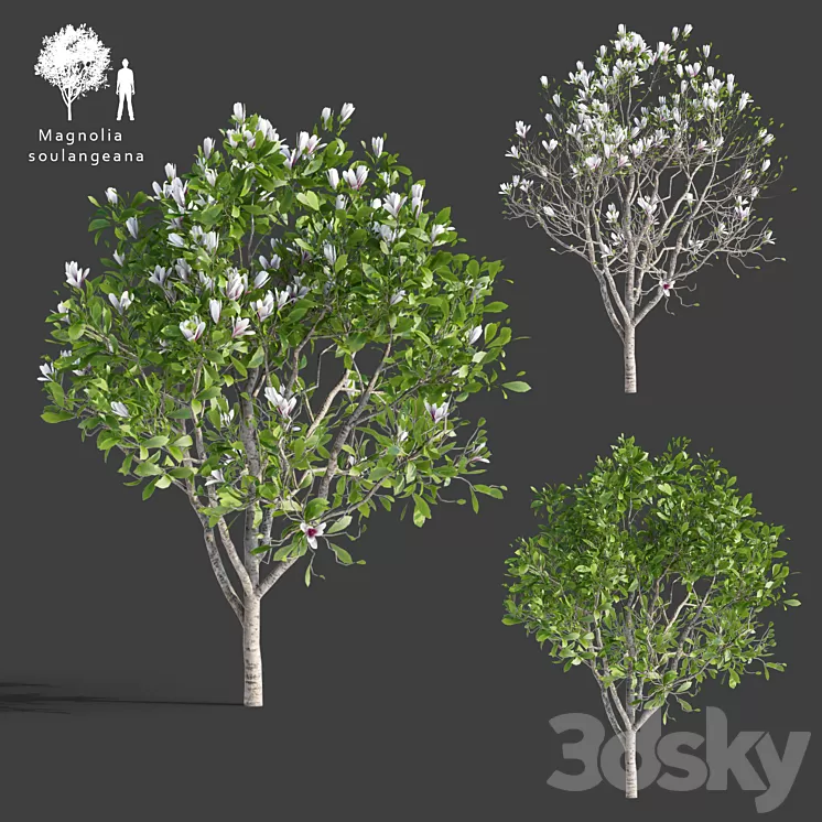 Magnolia Sulange | Magnolia x soulangeana 3D Model