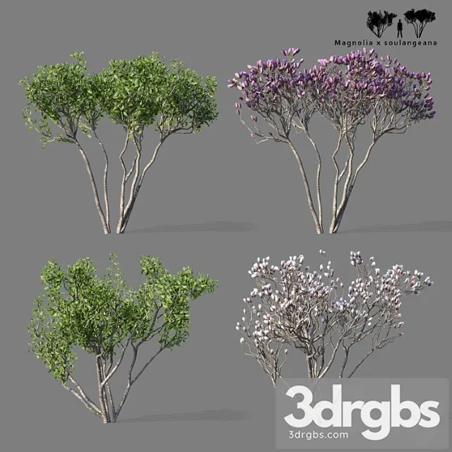 Magnolia Sulangeana 2 Trees Magnolia X Sulangeana 3D Model Download