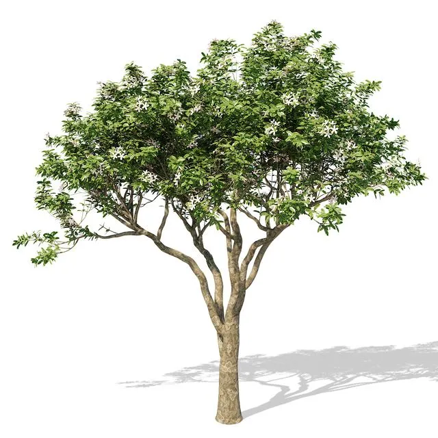 Magnolia Tree 3D Model