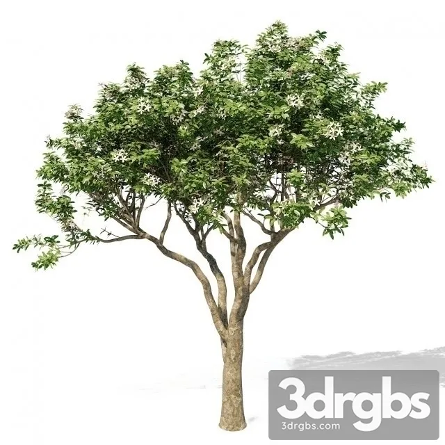 Magnolia Tree 3D Model Download