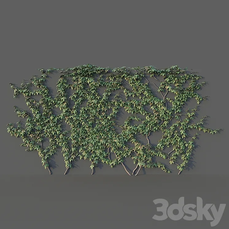 Maiden grape. Set 01 3D Model Free Download