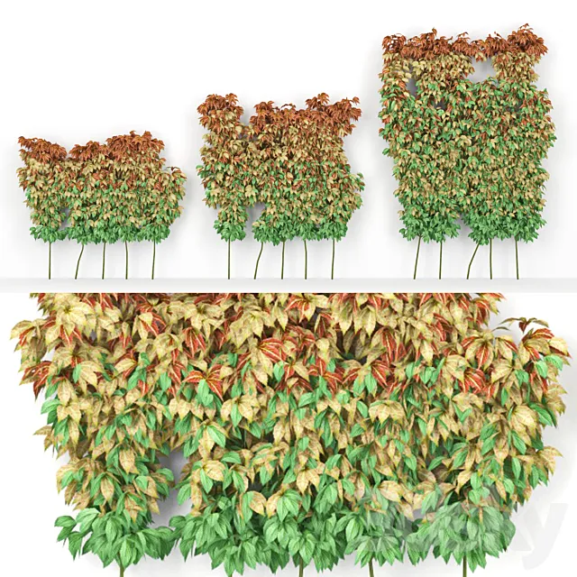 Maiden grapes five-leafed parthenocissus quinquefolia 3DModel Maiden grapes five-leafed parthenocissus quinquefolia 3DModel