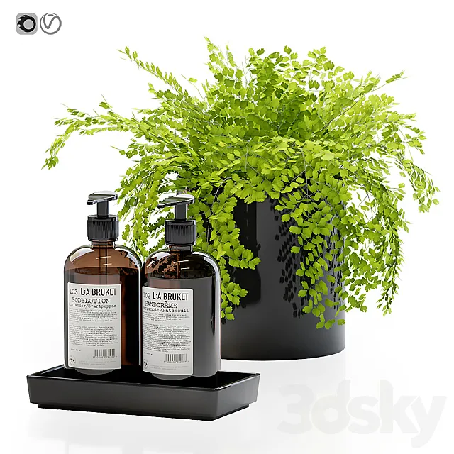Maidenhair ferns adiantum tenerum capillus veneris with decor set for bathroom 3D Model