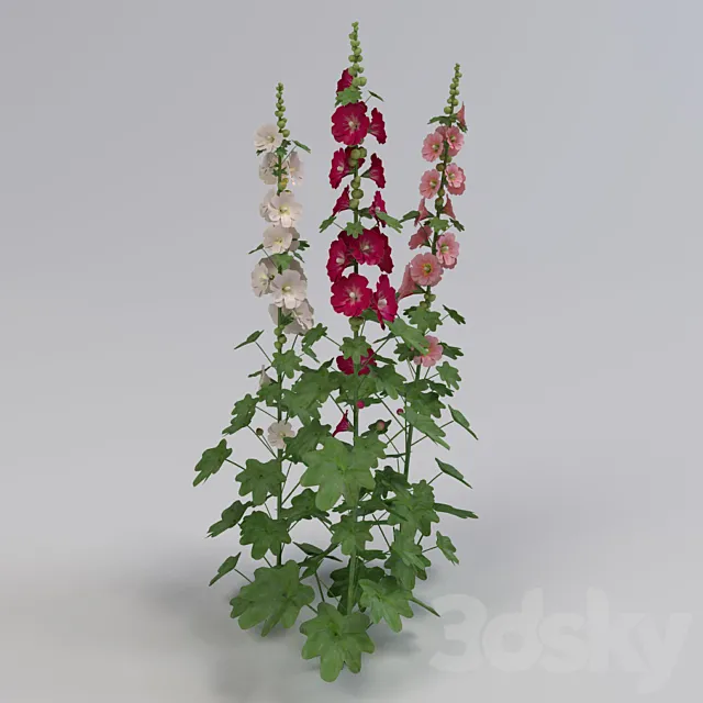 Mallow 3DModel Mallow 3DModel