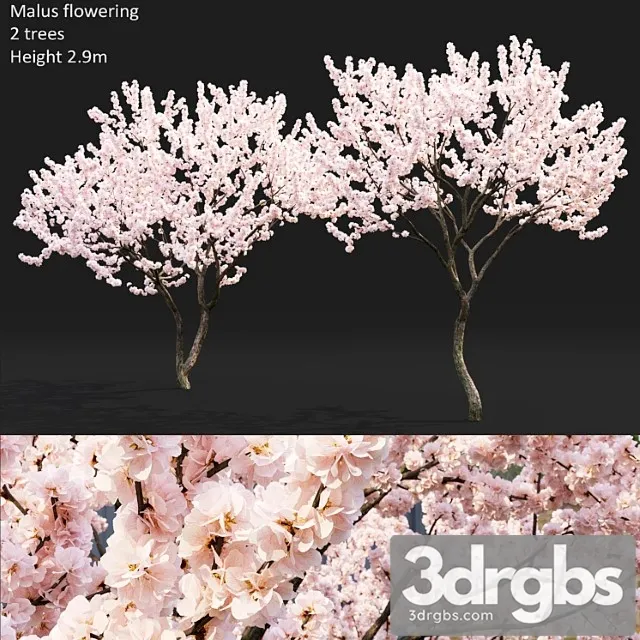 Malus Flowering 4 3D Model Download