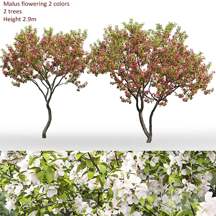 Malus flowering # 7 3D Model