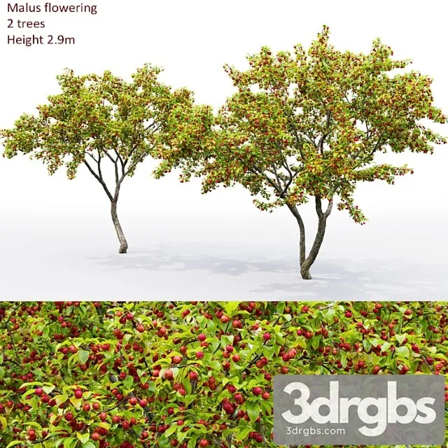 Malus Tree 3D Model Download