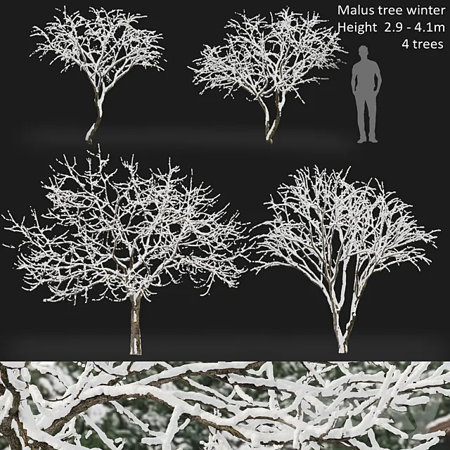 Malus winter tree 3D Model