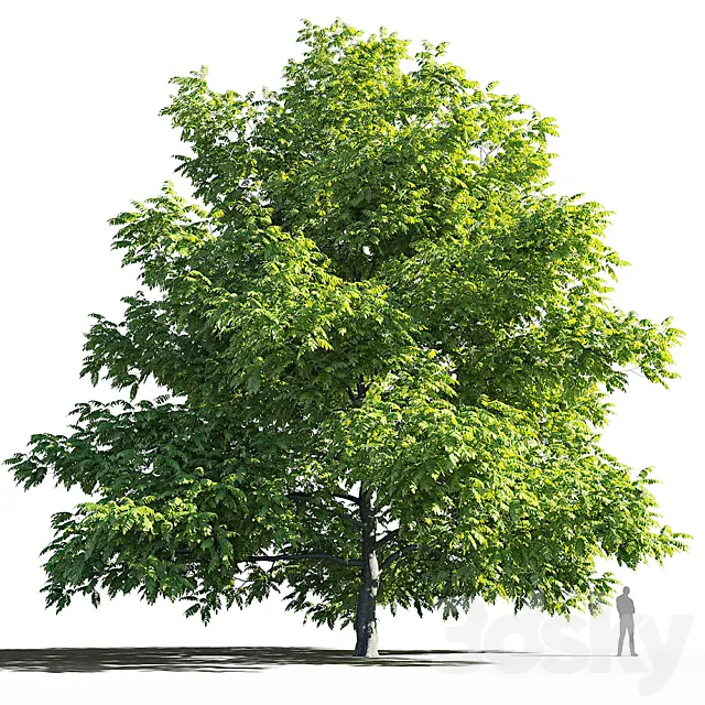 Manchurian Walnut (Juglans mandshurica) 3DModel