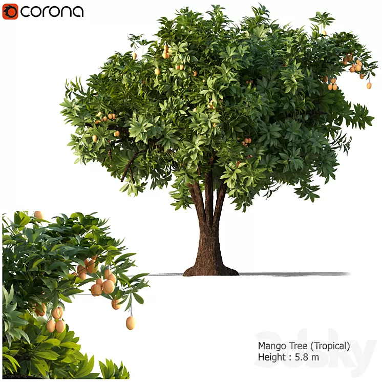 Mango tree 3D Model