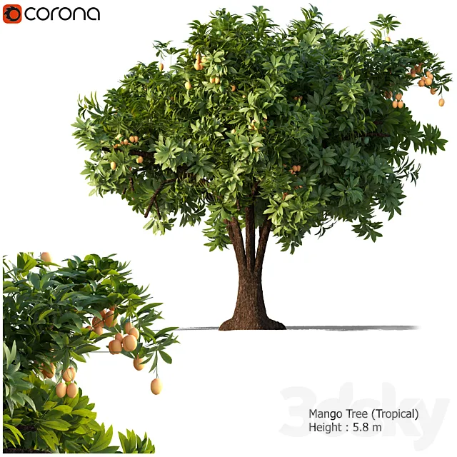 Mango tree 3DModel
