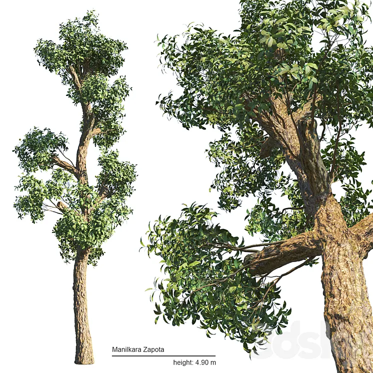 Manilkara Zapota tree 3D Model Free Download