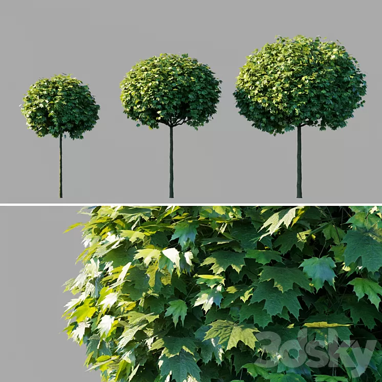 “Maple acutifoliate “”Globosum”” / Acer platanoides “”Globosum””” 3D Model