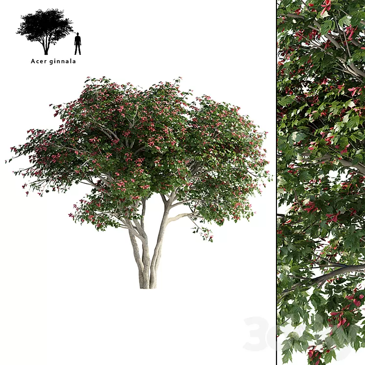 Maple Ginnala tapeworm | Acer tataricum ssp. ginnala 3D Model