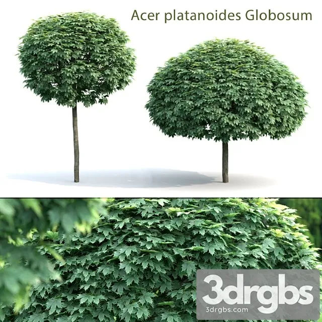 Maple Globozum 3D Model Download
