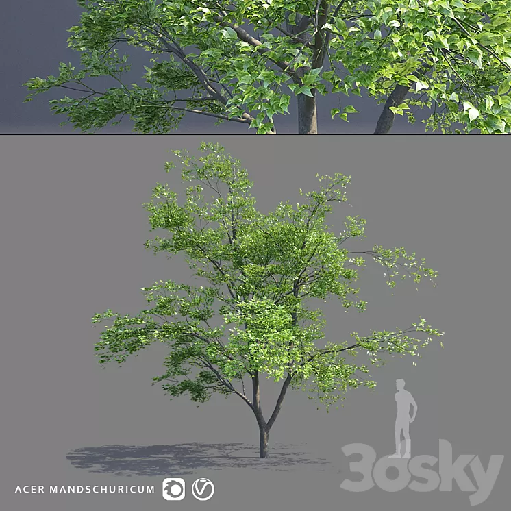 Maple Manchurian tree | Acer mandschuricum 3D Model