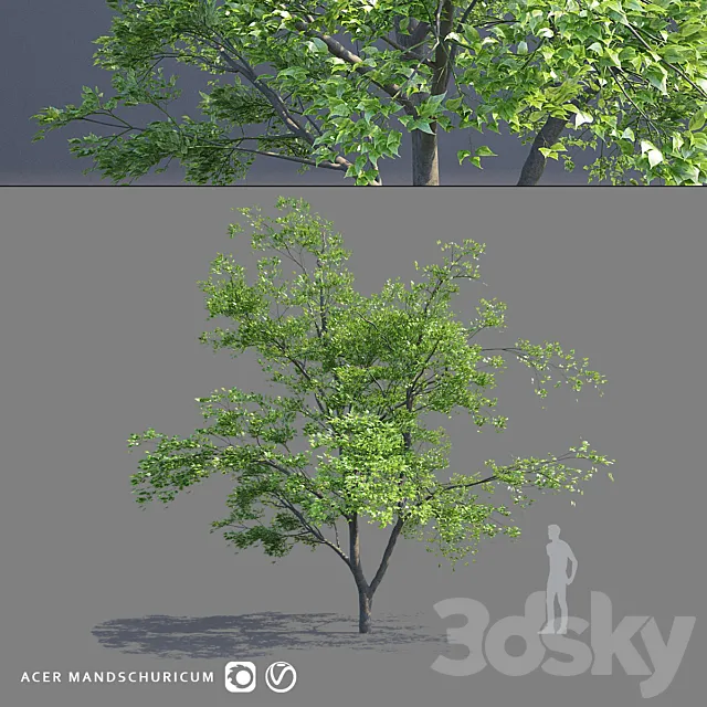 Maple Manchurian tree | Acer mandschuricum 3DModel Maple Manchurian tree | Acer mandschuricum 3DModel
