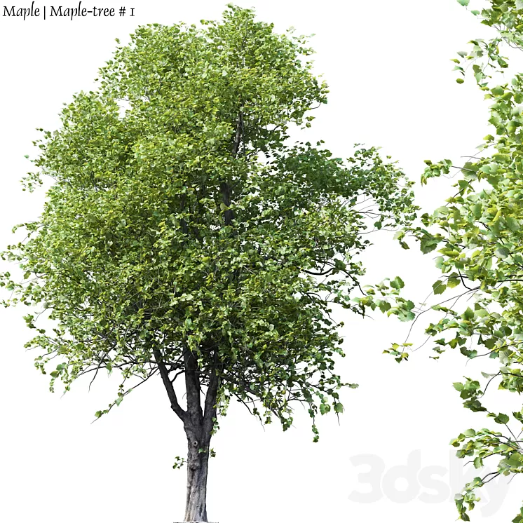 Maple | Maple-tree # 1 3D Model