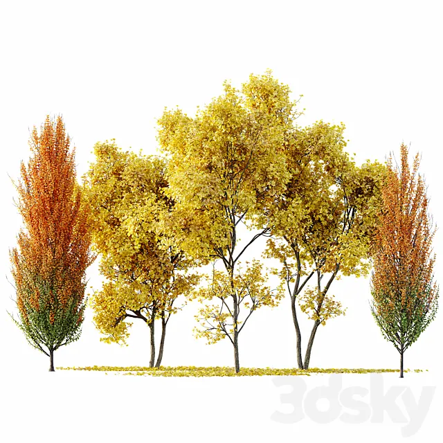 Maple Sapindaceae and Acer Saccharinum Fall trees 3D Model Maple Sapindaceae and Acer Saccharinum Fall trees 3D Model