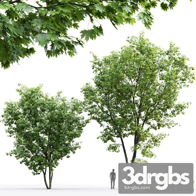 Maple Tree 01 3D Model Download