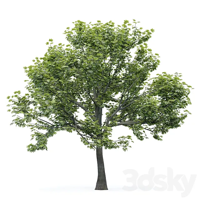 Maple tree 3DModel Maple tree 3DModel