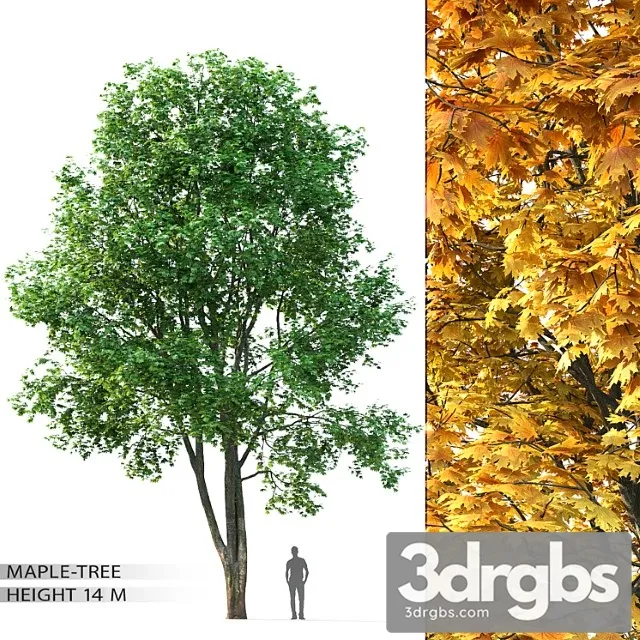Maple Tree 8 3D Model Download