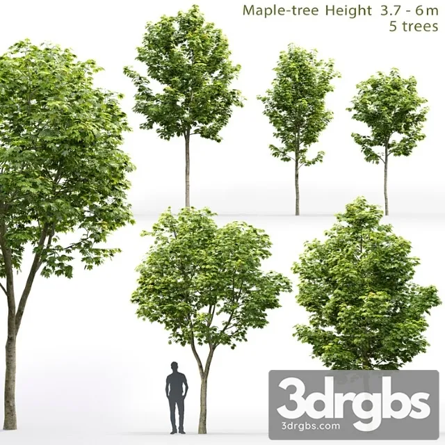 Maple Tree 9 3D Model Download