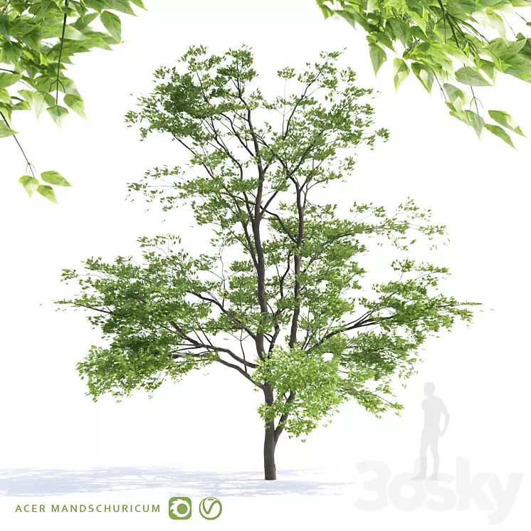 Maple tree Manchu | Acer mandschuricum v2 3D Model
