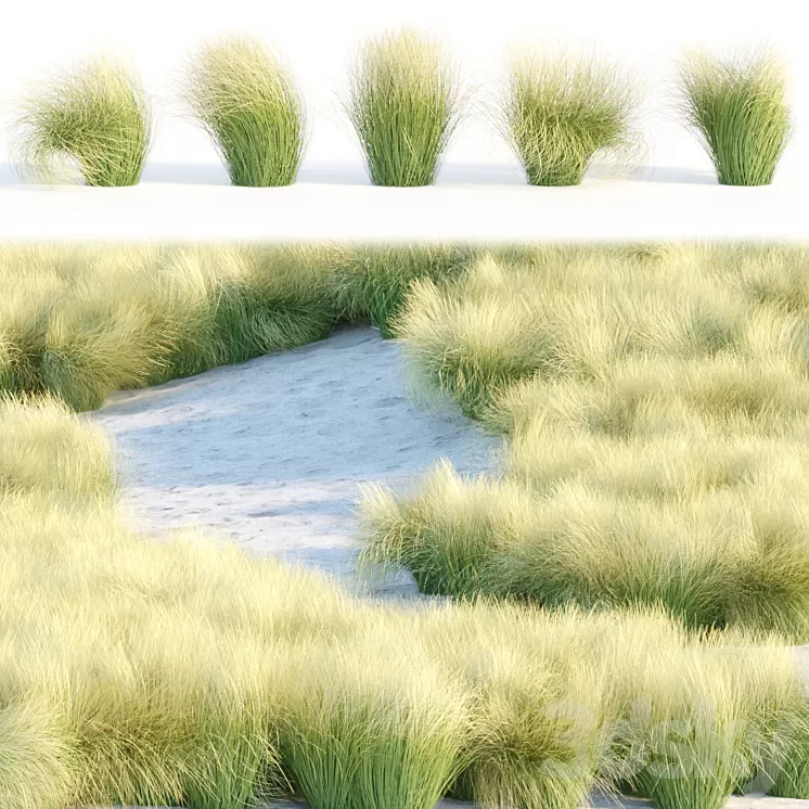 Maram Grass collection vol 155 3D Model Free Download