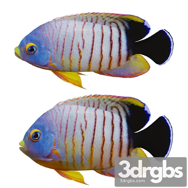 Marine Fish 3D Model Download