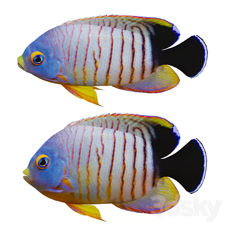 marine fish 3D Model Free Download