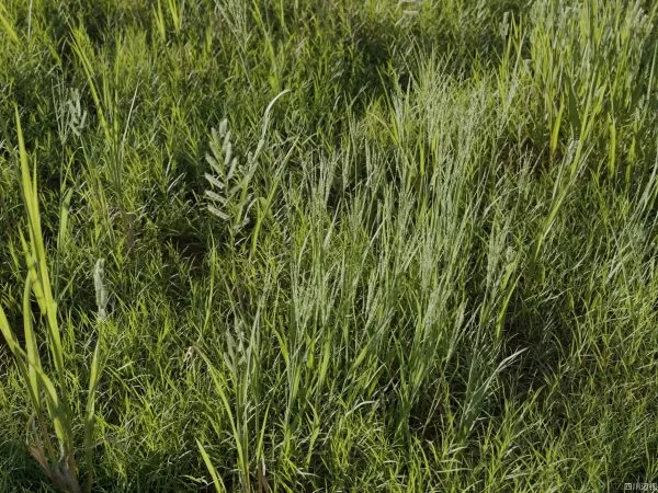 Max Tree – MAXTREE VOL 1