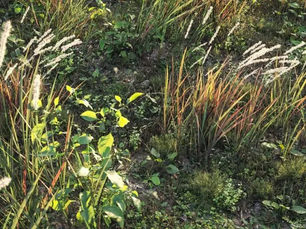 Max Tree – MAXTREE VOL 21