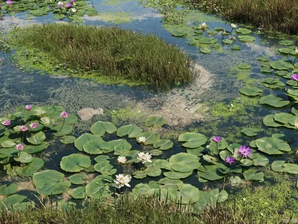 Max Tree – MAXTREE VOL 39